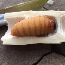笋虫