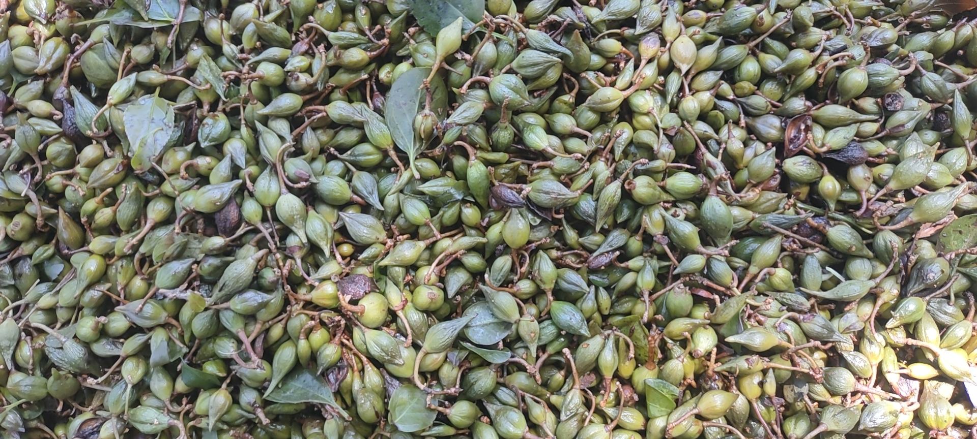 青翘种子标准萌发三阶段高清显微摄影图,重点呈现种皮结构变化、胚根突破动态及早期幼苗形态建成,用于种子活力快速评价与良种认证 青翘种子萌发过程显微组图:左为浸泡12小时后的吸胀种子(种皮微皱、体积膨大);中为胚根突破种皮瞬间(白色初生根长约0.5mm);右为7日龄幼苗(子叶展开、真叶初现、下胚轴粗壮)