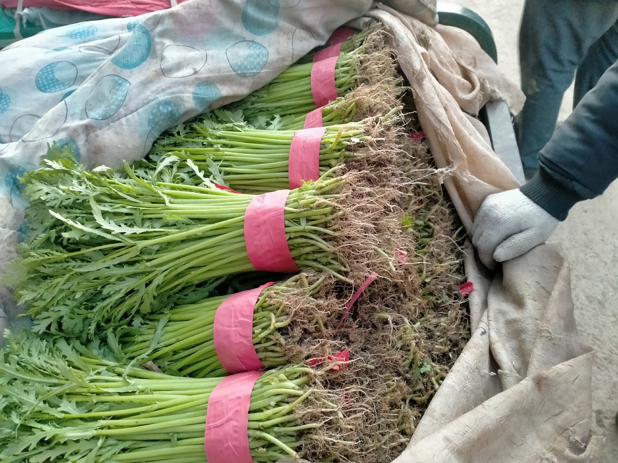 农贸市场摊位上的新鲜茼蒿