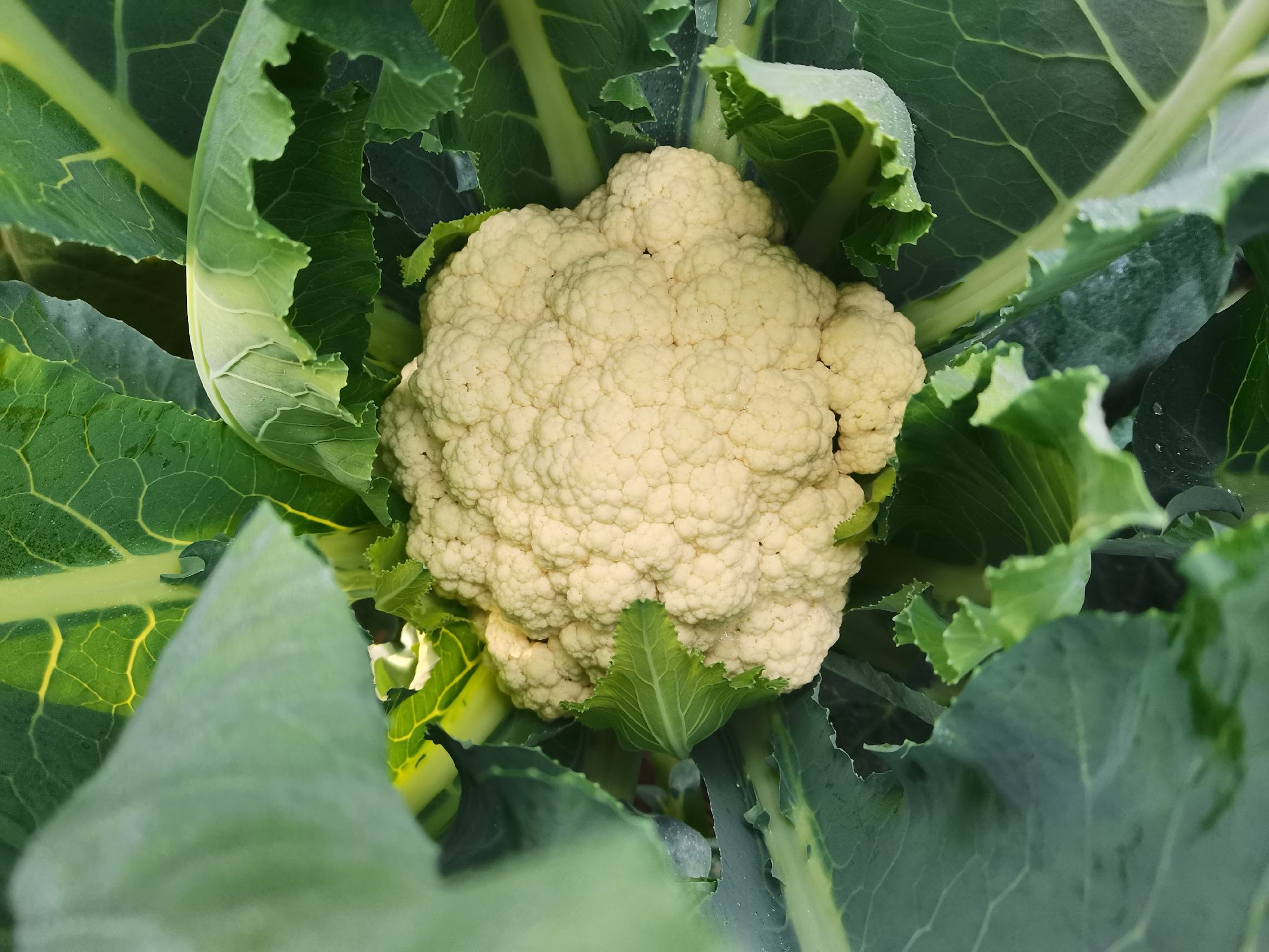 菜花田间束叶护花操作示范