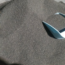 太子参种子