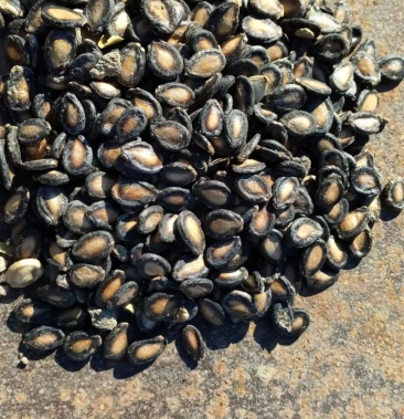 [瓜子批发]新疆打瓜籽黑中片价格7.50元/斤 - 一亩田