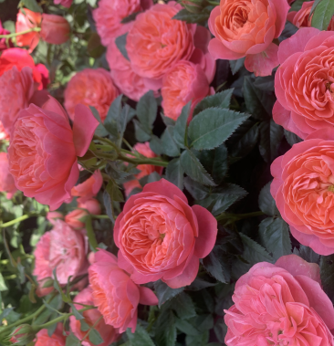 [月季批发]【彩虹阳台】多季节开花观赏盆栽花卉 支持一件代发价格7.