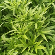 芦蒿