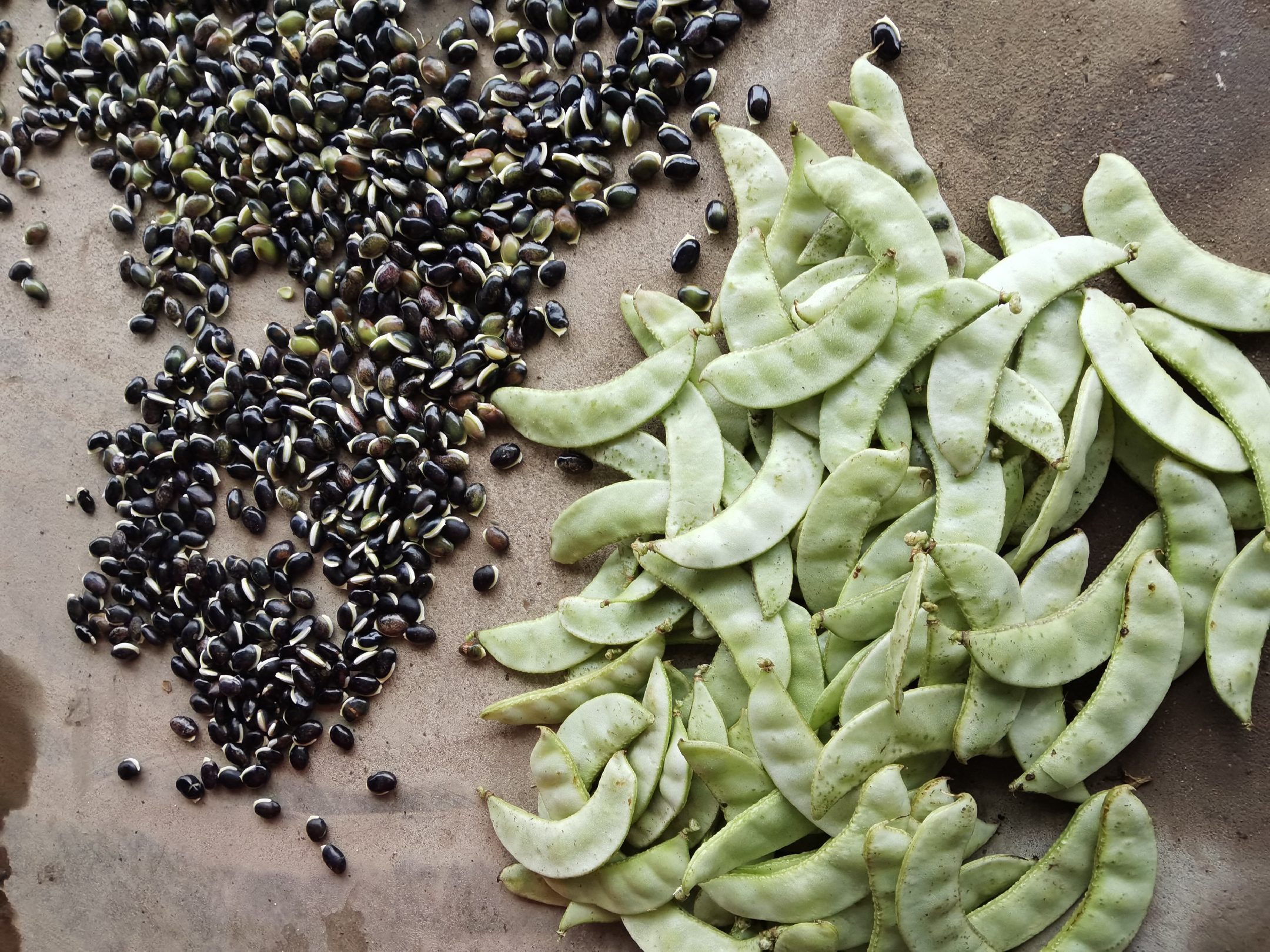 白扁豆嫩荚与成熟种子对比图