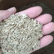 紫羊茅种子四季常青草坪种子护坡抗寒耐践踏草籽草种子