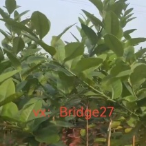 广东无籽香水柠檬苗
