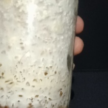 食用菌平菇菌种，种植包