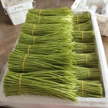 精品芦蒿自家种植一手货源免费看货