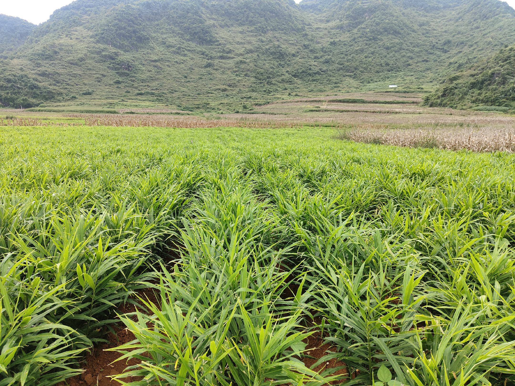 湖北江汉平原农田风光