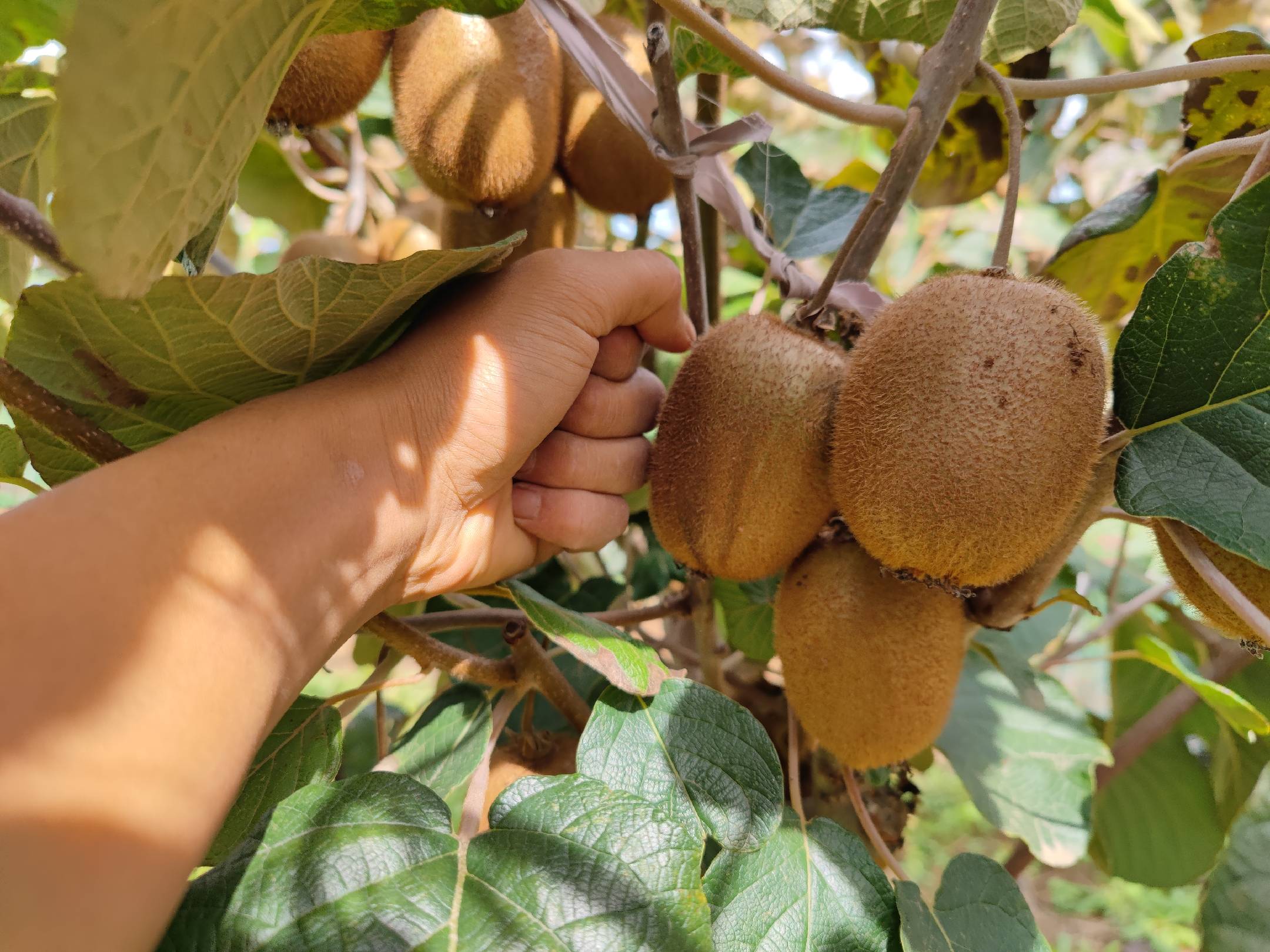 猴子手捧葡萄准备食用