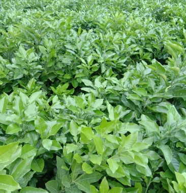 广西容县沙田柚子苗软枝沙田柚苗基地直供一手货源