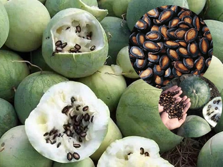 西瓜与电子秤对比图