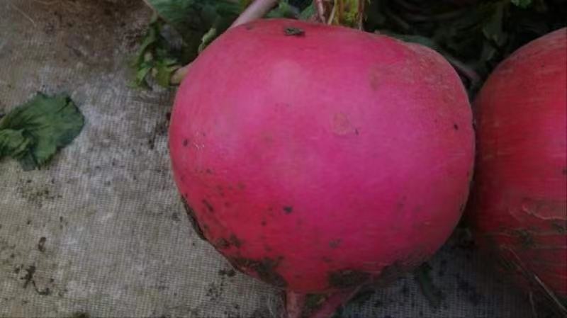 红皮萝卜的图片展示新鲜采摘的红皮萝卜,表皮鲜红,质地饱满,背景为田园风光 红皮萝卜的图片展示新鲜采摘的红皮萝卜,表皮鲜红,质地饱满,背景为田园风光