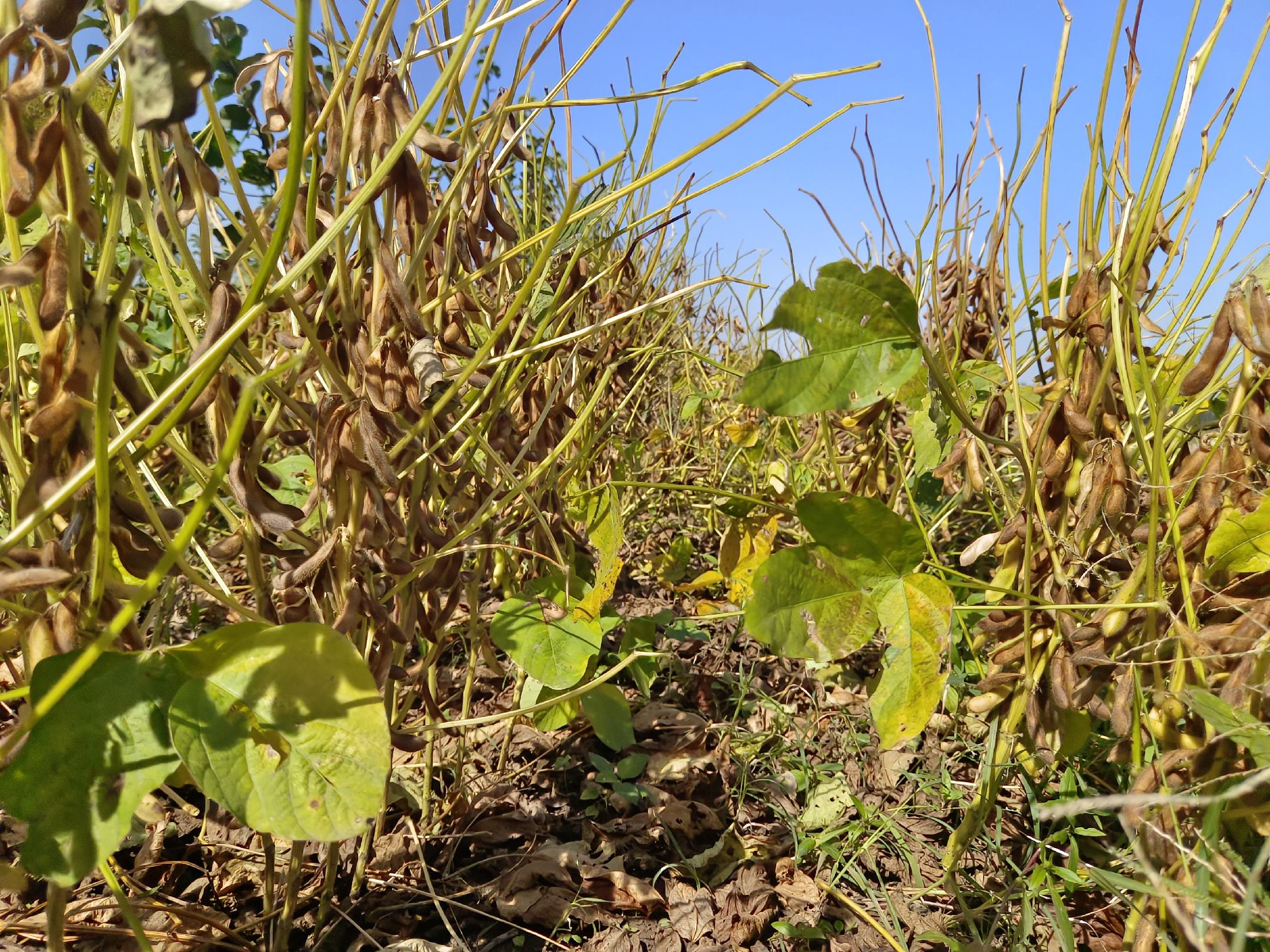 农民在田间查看大豆长势