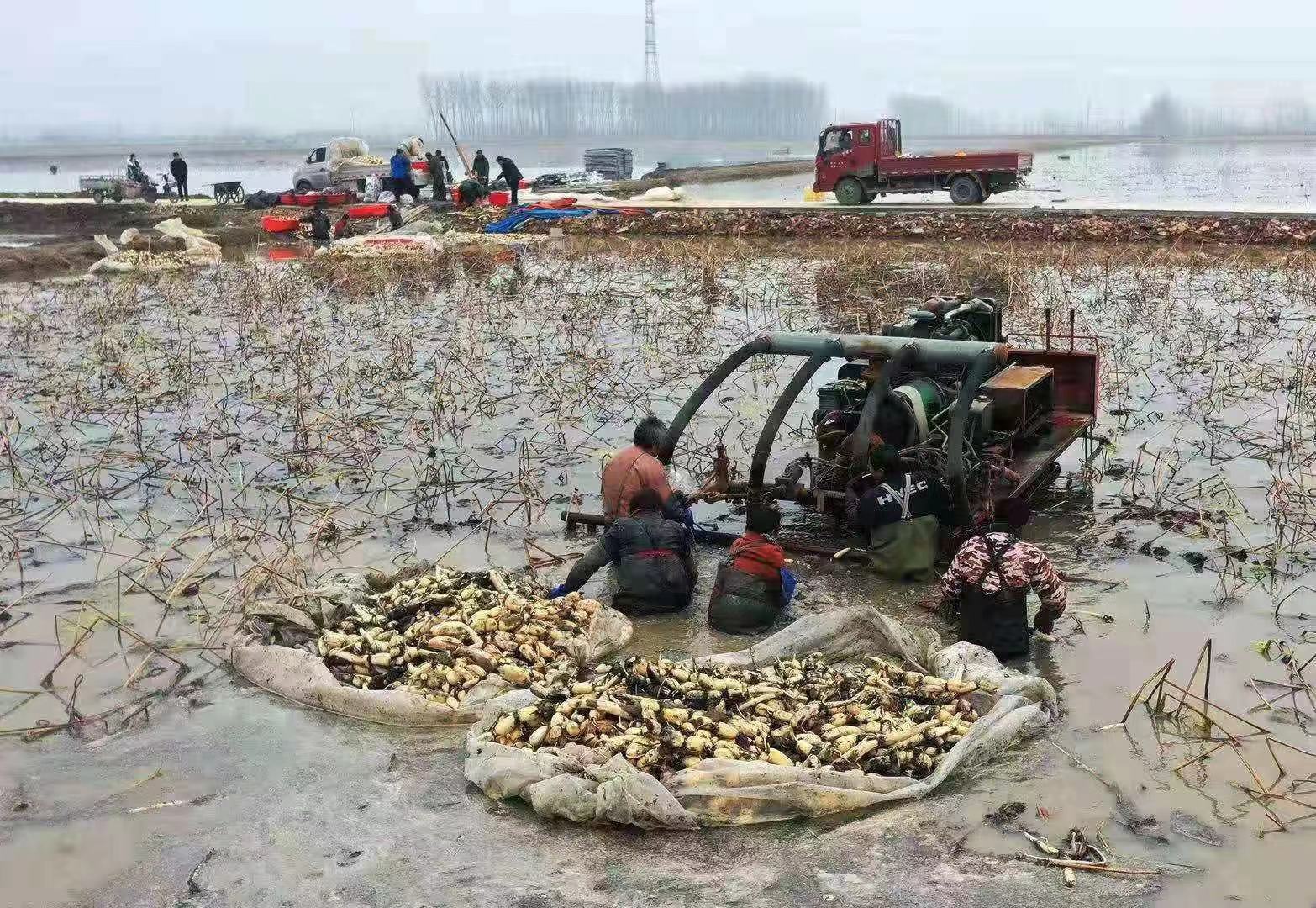 展示机械化莲藕采收设备在田间工作 机械化采收莲藕的现场操作