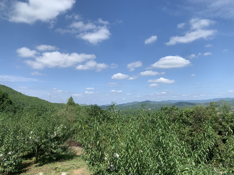 云南高原冬桃果园,阳光下的桃树挂满果实,背景为蓝天与远山 冬桃云南果园