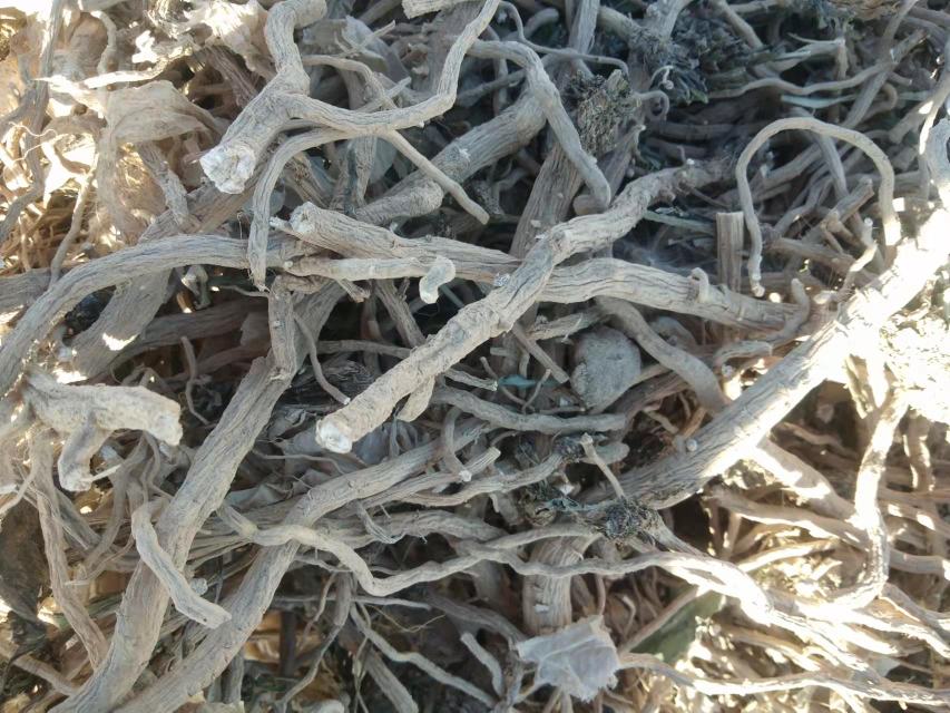 荧光显微镜下蓝莓根段图像,显示菌丝侵入皮层细胞,形成典型的杜鹃花类菌根结构,绿色荧光标记菌丝,蓝色为细胞核,比例尺50μm 蓝莓根系与菌根共生显微照片