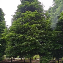 樱花，桂花，紫薇，金丝楠木
