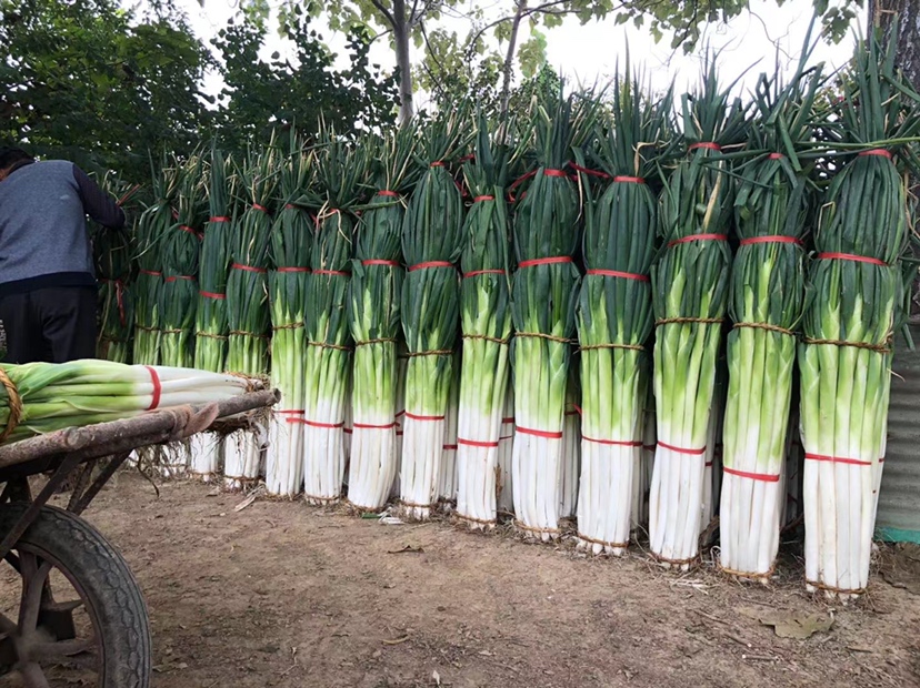 新鲜采摘的章丘铁杆大葱