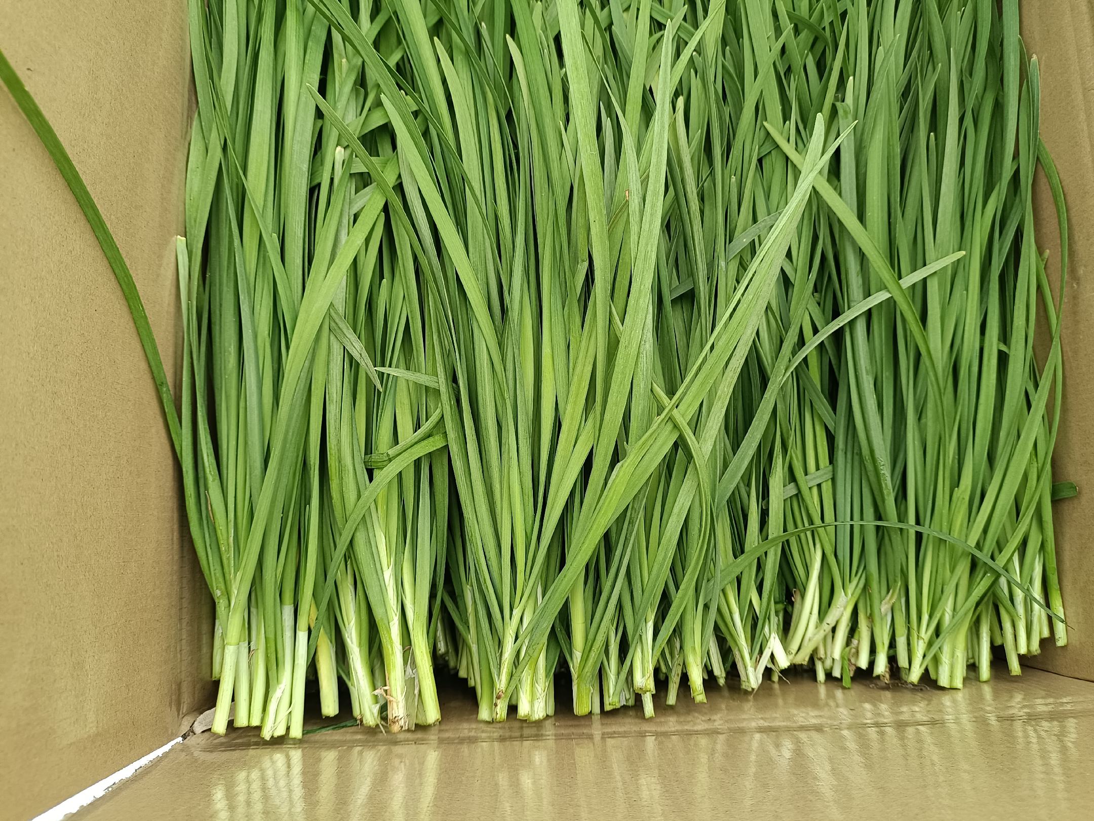 家庭冰箱内韭菜保鲜实操示意图