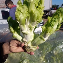 儿菜，品质好，货源充足，货物新鲜，保质保量，欢迎采购