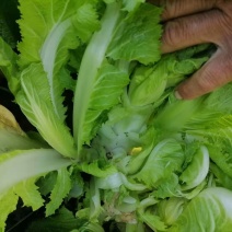儿菜