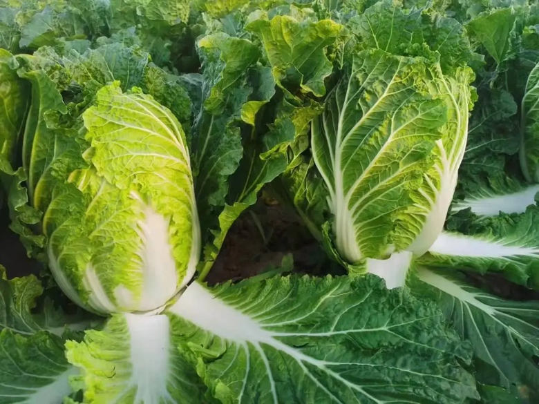 一片整齐种植的青杂三号白菜农田,植株呈紧凑炮弹形,叶片深绿色、略带褶皱,叶柄清亮有光泽,土壤湿润,背景为秋季晴朗天空,体现优良生长环境 青杂三号白菜田间生长实景