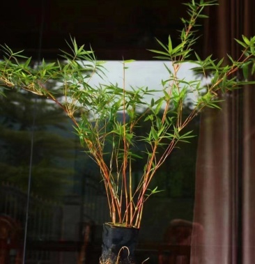 [观音竹批发]60厘米以上多杆红观音竹,一件40装价格33.