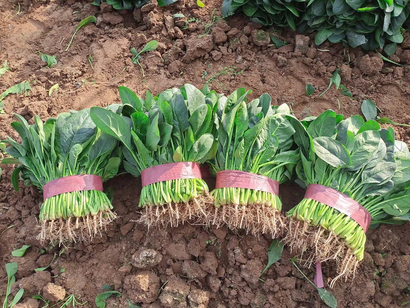 新鲜圆叶菠菜特写：深绿色宽大叶片、翠绿粗壮茎秆、微红带须根部，铺在竹编菜筐中，背景有晨露反光