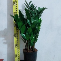 海南金钱树种植户，量大从优，价位与质量成正比才是硬道理