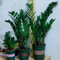 长期供应金钱树四季开花量大优惠