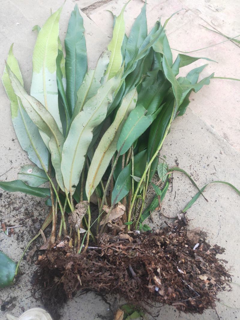 石韦草多年生草本,根茎细长横走鳞片边缘有睫毛