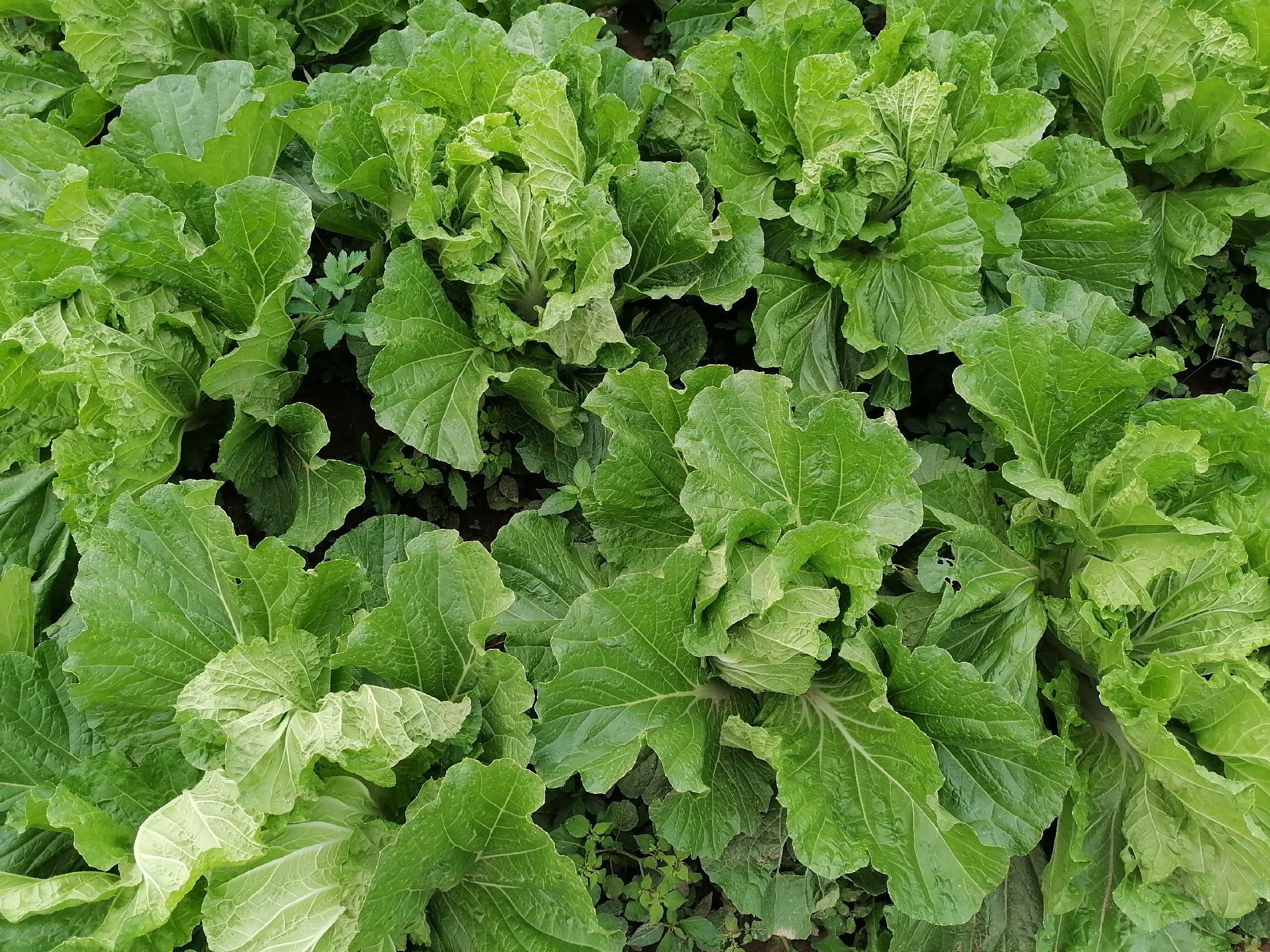 青杂三号白菜田间生长实景图