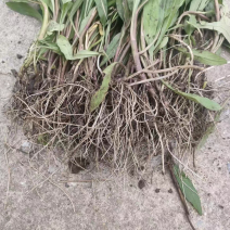 大叶马兰头路边菊马兰现挖红梗马兰头带根种苗