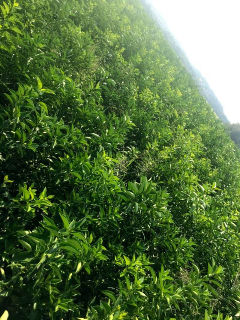 商洲枳壳苗嫁接枳壳苗两年苗三年苗