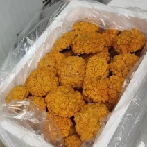 金耳菌