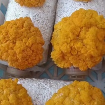灵芝，金耳