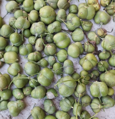 [黄精批发]黄精果价格25.00元/斤 - 一亩田