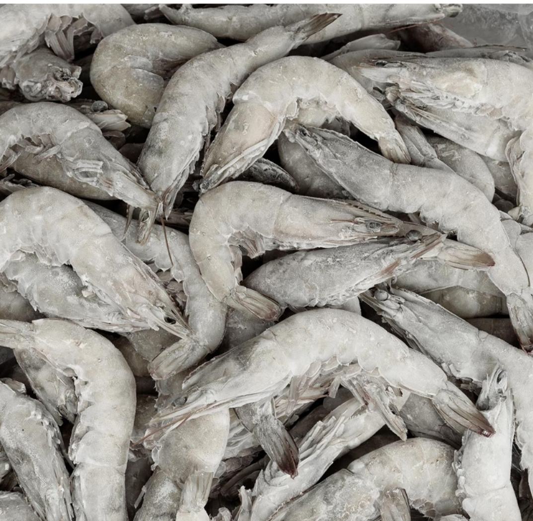 南美白对虾健康生长状态图