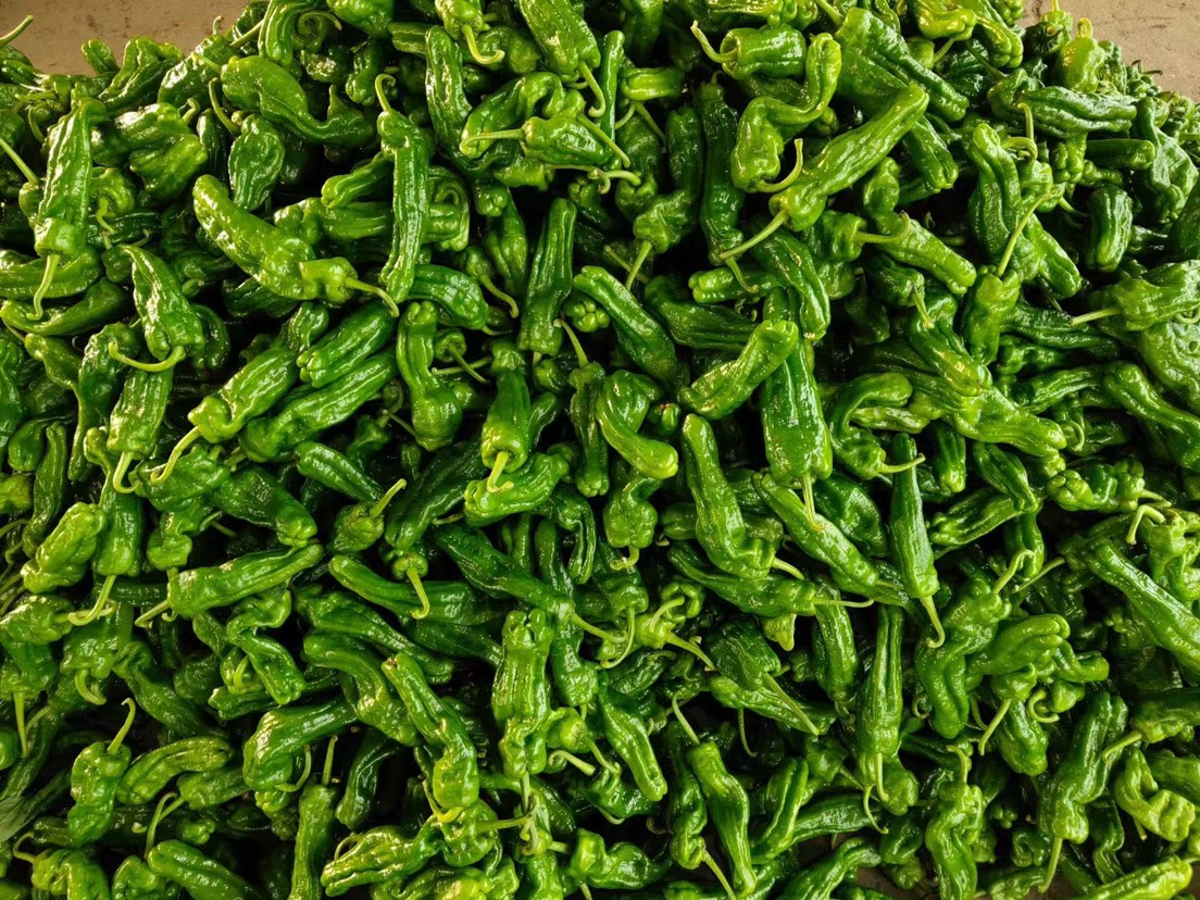 东北正宗尖椒豆腐皮主料特写：左侧为鲜亮饱满的东北大牛角尖椒，表皮泛蜡质光泽；右侧为叠放三张的浅黄色东北干豆腐皮，纹理清晰，边缘整齐无碎边