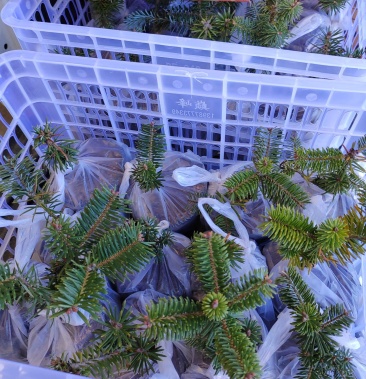 [冷杉批发]秦岭冷杉价格40.00元/棵 - 一亩田