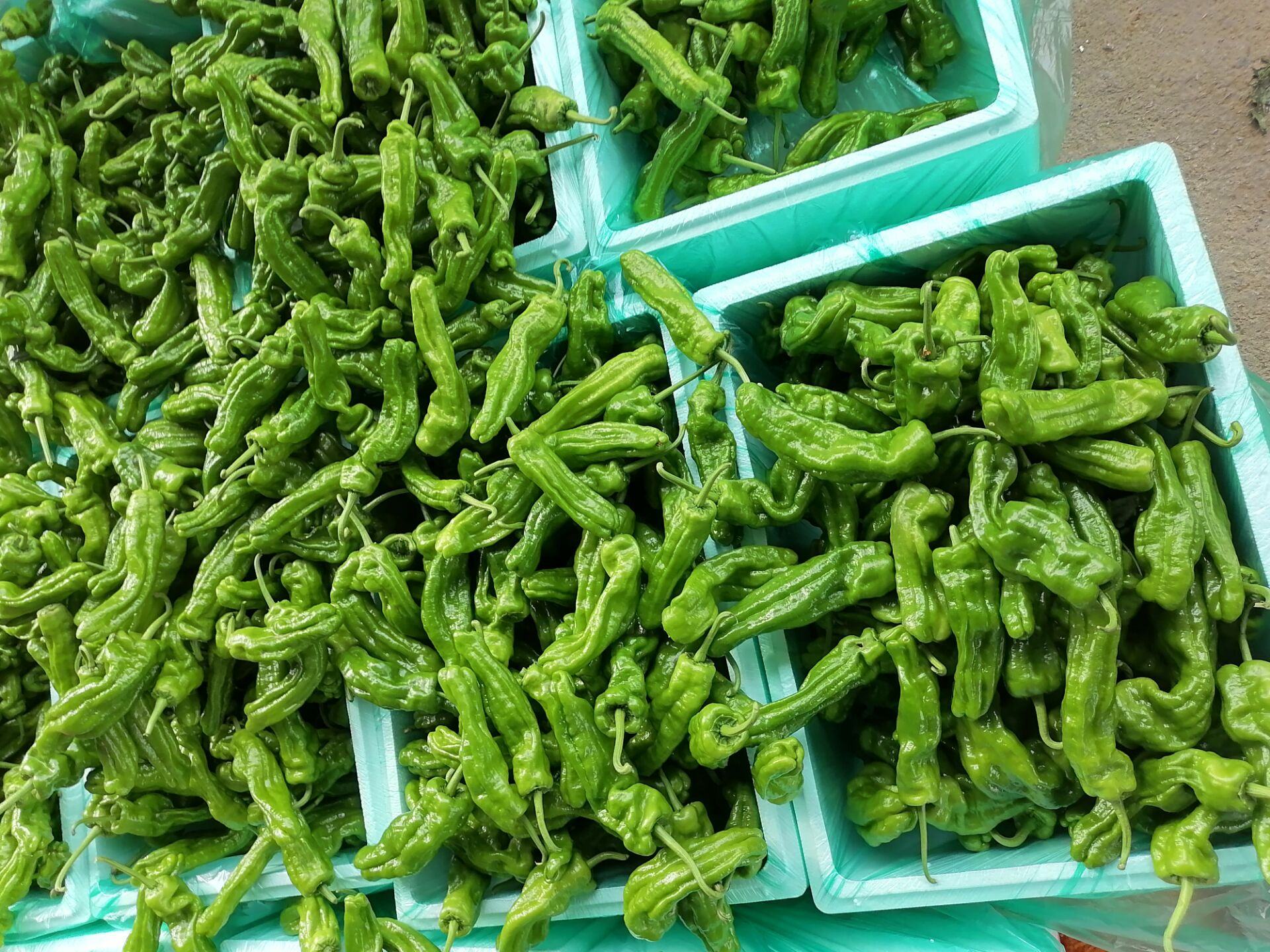 现代化冷库内,工人正在整理装有薄皮椒的塑料筐,筐外覆盖带有微孔的透明PE膜袋,冷库墙面安装有温湿度监控显示屏,显示当前温度为10.2℃,湿度为92% 薄皮椒冷库贮藏场景