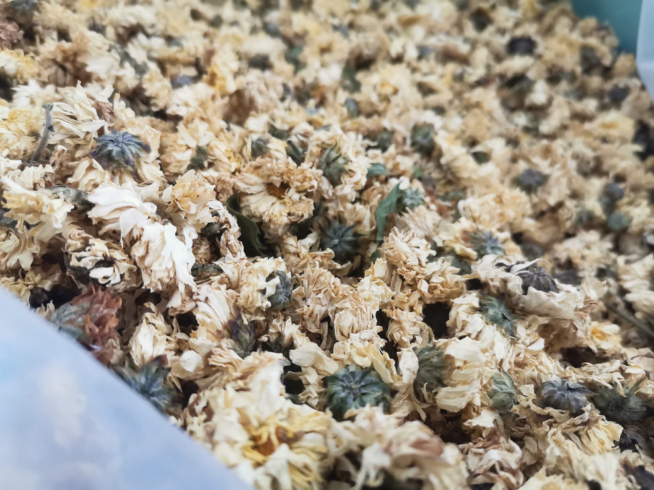 野菊花干品对比图