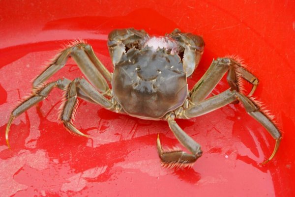 一盘新鲜蒸熟的大闸蟹,蟹壳呈红金色,搭配姜醋碟,摆放在木质托盘中 大闸蟹蒸熟摆盘图