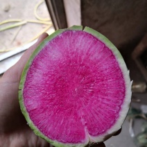 心里美萝卜！基地直供！**视频！对接各大加工厂和市场采购