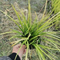 本苗圃常年供应精品金叶石菖蒲，规格齐全，质优价廉