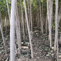 1.5公分2公分3公4公分杜仲树苗价格药材杜仲绿化苗