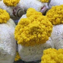 彩石金耳菌