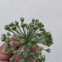 四季苔韭种子